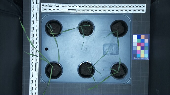 Apogee Wheat Spacing density 6