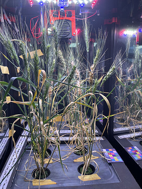 Fig. 1. Apogee wheat seeds grown in MV1s using hydroponics