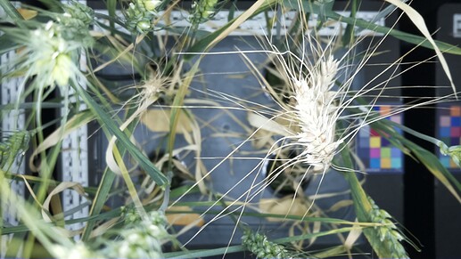 Fig. 4. Plan view of Apogee wheat growing inside MV1