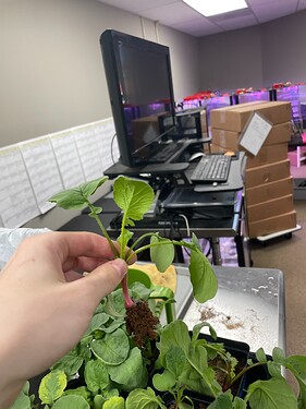 Pulled Out Plant